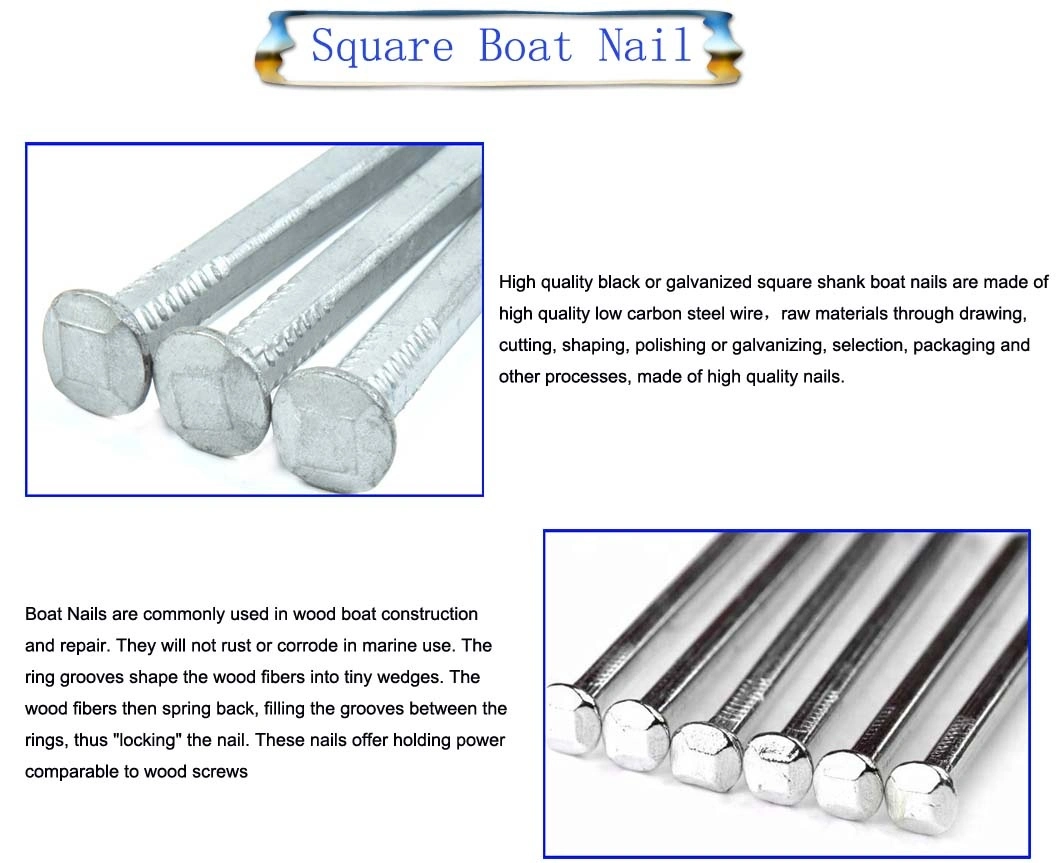 Reasonable Price Iron Nail Common Nail Hot Dipped Galvanized Square Boat Nail with High Quality